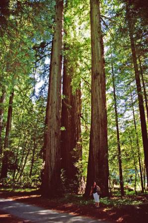 Jedediah Smith Redwood State Park