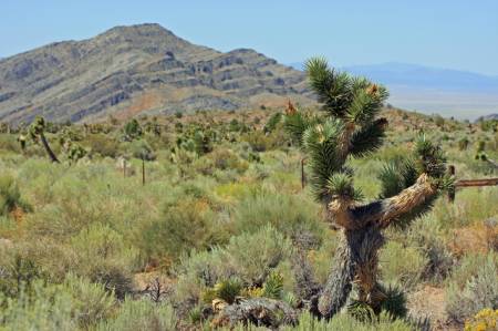 Joshua Tree, Powerline Road, Delamar Valley