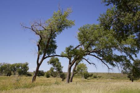 McClellan Creek National Grassland