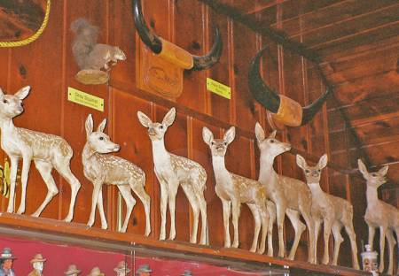 animals
