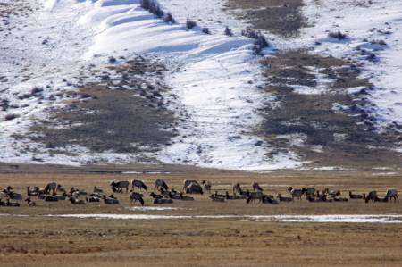 National Elk Refuge