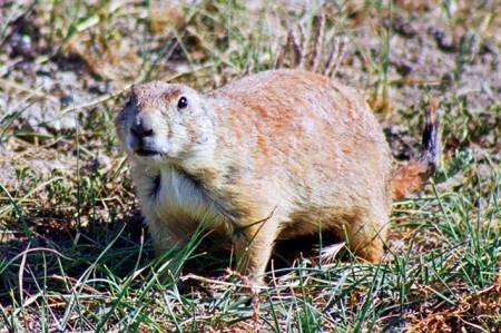 Robert's Prairie Dog Town, Badlands N.P., South Dakota