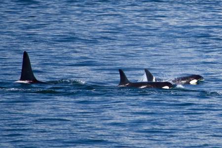 Whale Watching, Friday Harbor
