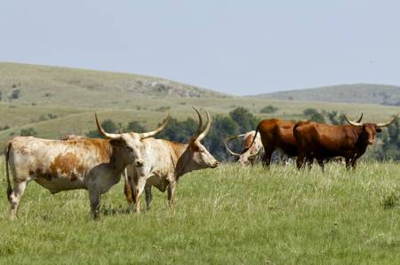 Wichita Mountains Wildlife Refuge
