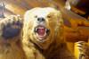 Beaverhead_Griz.jpg