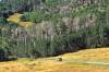 Boulder_Mountain_Dixie_National_Forest.JPG