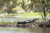 Champagne_s_Cajun_Swamp_Tours_Lake_Martin.jpg