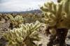 Cholla_Cactus_Garden.jpg