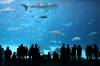 Georgia_Aquarium.jpg