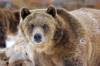 Grizzly_and_Wolf_Discovery_Center.jpg