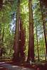 Jedediah_Smith_Redwoods.JPG