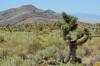 Joshua_Tree_Powerline_Road_Delamar_Valley.JPG