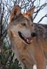 Living_Desert_Mexican_Wolf.JPG
