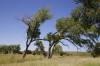 McClellan_Creek_National_Grassland.jpg