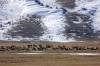 National_Elk_Refuge.jpg