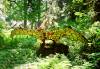 Prehistoric_Gardens.JPG