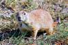 Robert_s_Prairie_Dog_Town.JPG