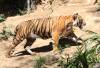 San_Diego_Zoo_Tiger.JPG