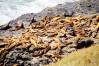 Sea_Lion_Caves.JPG