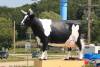 Sissy_The_Cow_Deforest.JPG
