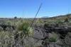 Valley_of_Fires.JPG