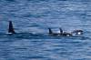 Whale_Watching_Friday_Harbor.jpg