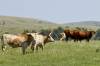 Wichita_Mountains_Wildlife_Refuge.jpg
