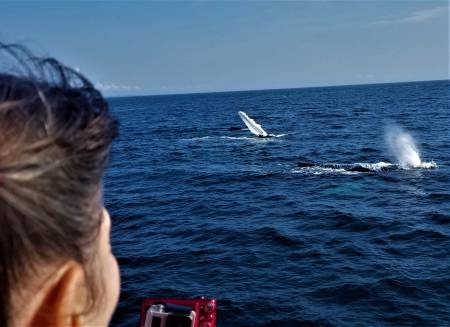 Hyannis Whale Watcher