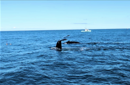 Captain Bill and Sons Whale Watch