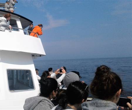 Whale Watch Plymouth