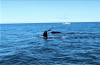 Whales.PNG