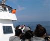 whale_watching.jpg