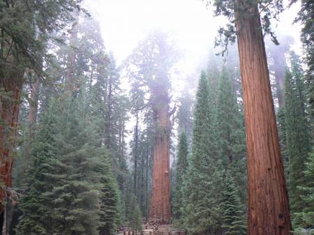Giants forest, Sequoia