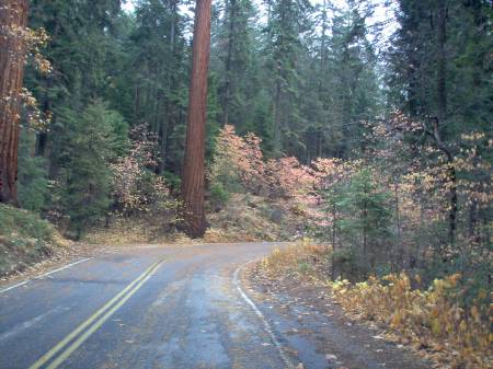 Sequoia NP