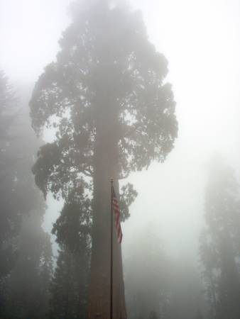 The Giants forest Sequoia NP