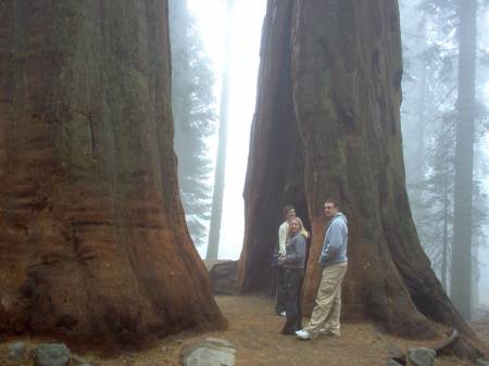 Sequoia NP