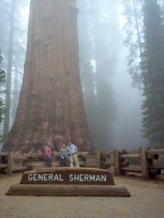 General Sherman tree