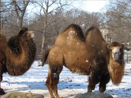 Franklin Park Zoo