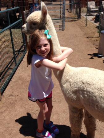 alpacas