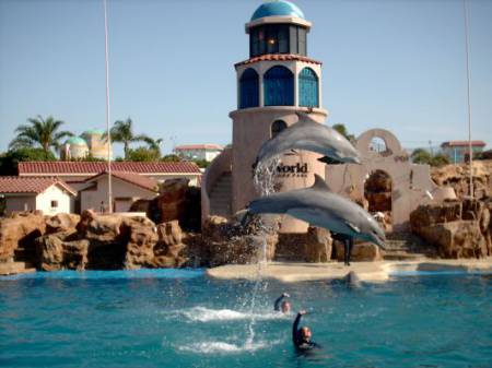 dophin show