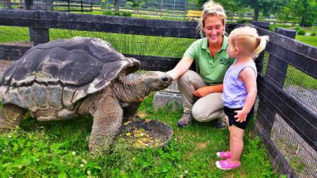 tortoise