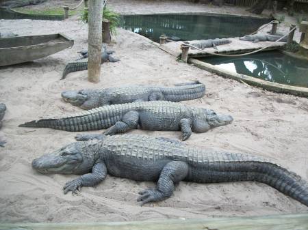 aligator