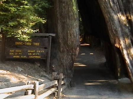 Shrine Drive-Through Tree
