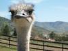 ostrich.jpg