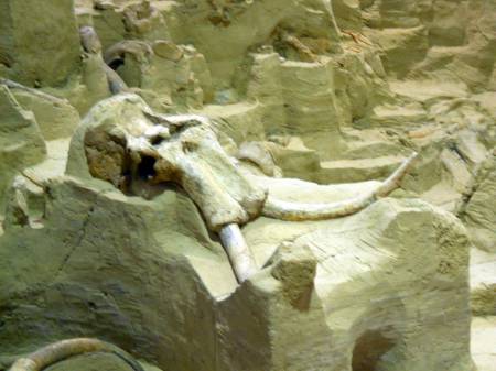 skull