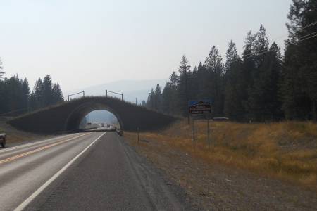 Animals' Trail Bridge
