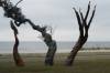 12-Live_Oak_Scuptures.JPG