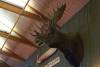 30_My_only_Moose_Sighting.jpg