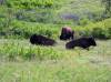 60_-_Bison_along_road.JPG