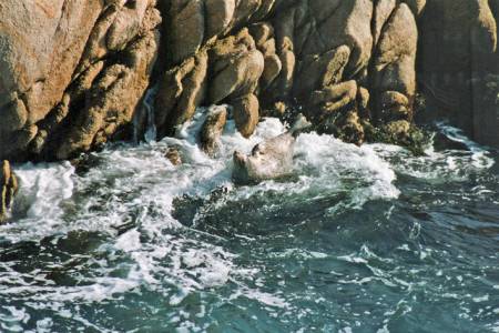 Sea Lion, Point Lobos